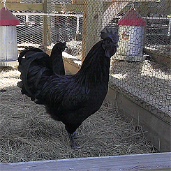 imnotmileycyrus:  prussian-lullaby:  monocromas:  deathrock:  becausebirds:  The blackest bird there ever was. It’s black on the outside from head to toe, and black on the inside with its meat and organs.  It’s called the Ayam Cemani from Indonesia,