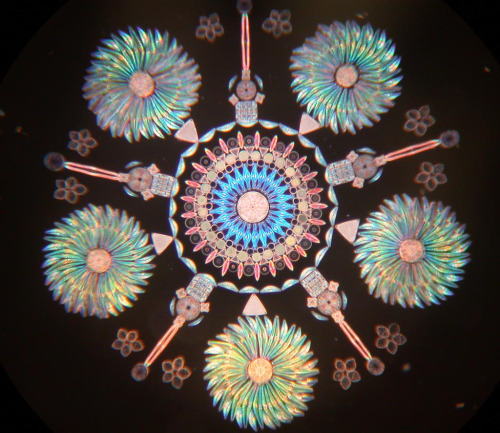 staceythinx: Klaus Kemp makes these beautiful arrangements out of microscopic diatoms. You can lear