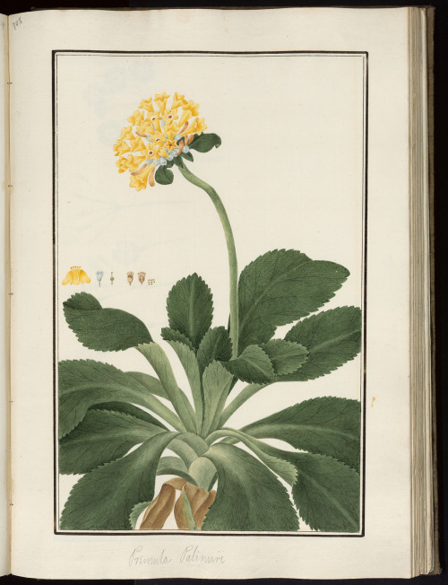 heaveninawildflower:Botanical illustrations by BaldassareCattrani. PHAIDRA University of Padova arch