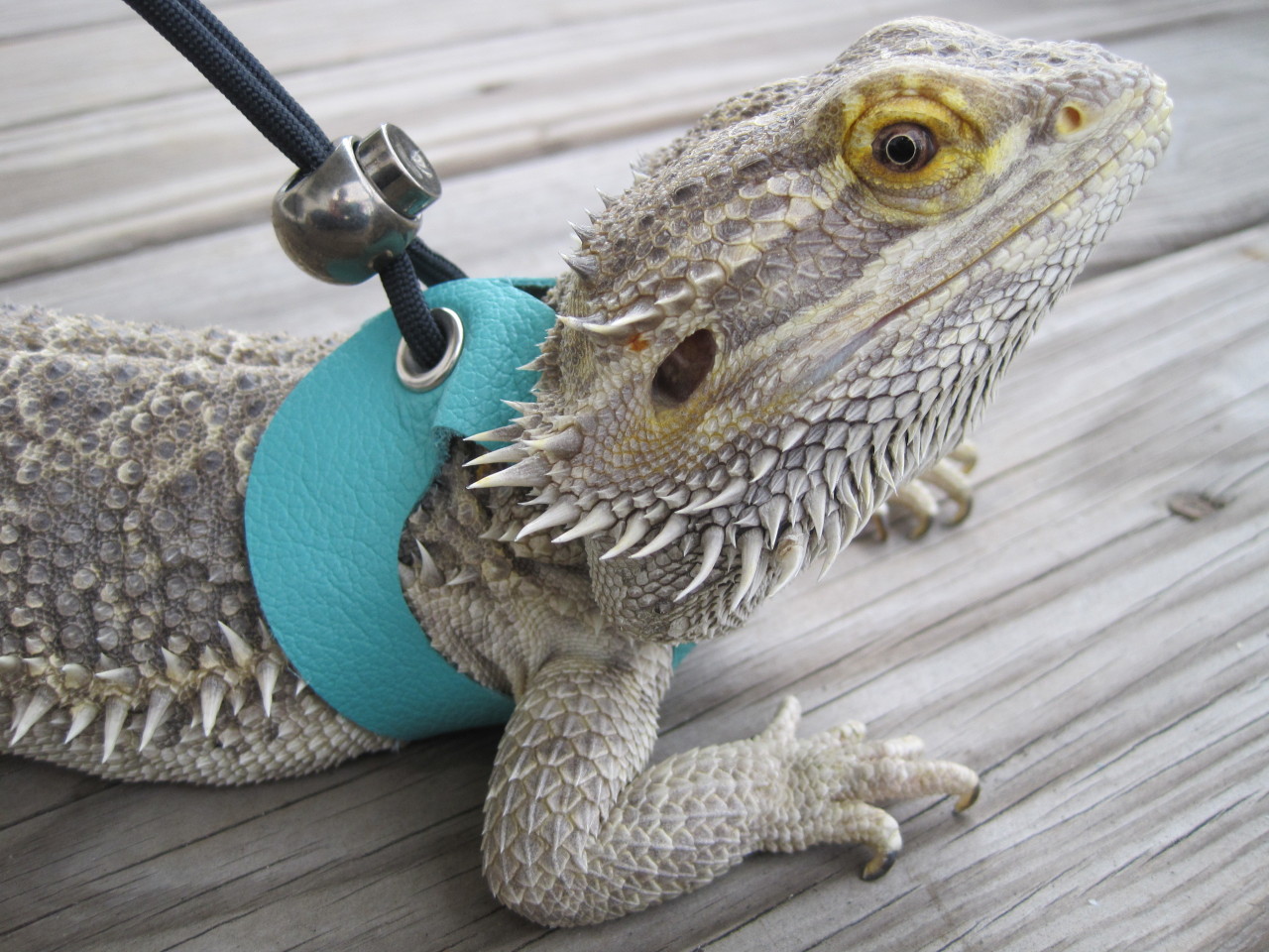 yeahponcho: lizardloverz:   Happy spring!  Got some new styles up in my shop.  You