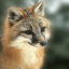 foxofgondolin