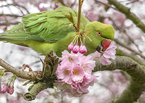 ponderation: Ring Necked Parakeet by Adrian