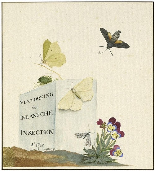 Nicolaas Struyck, cover design for &quot;Vertooning der Inlansche Insekten, 1715. Watercolor. Source