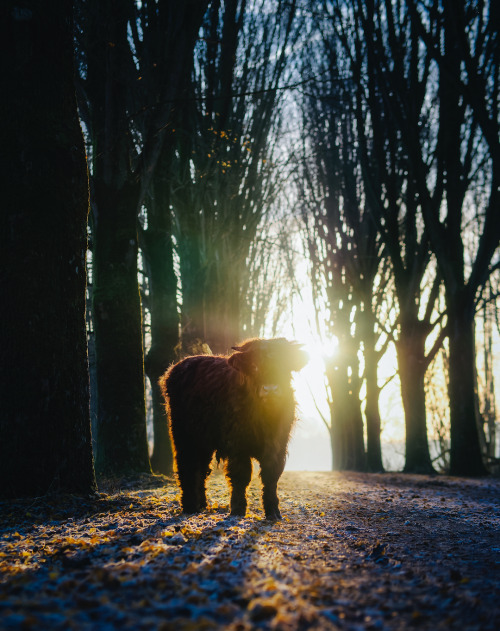 An angel.Funny how different people react to pictures of cows.A while back someone commented under a