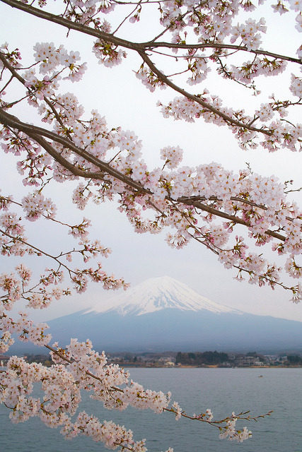fuckyeahjapanandkorea:  Mt. Fuji and sakura by nipomen2  