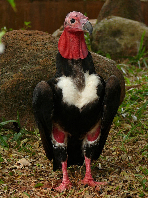 dezzoi:  Turkey Vulture Black Vulture King Vulture Greater and Lesser Yellow Headed