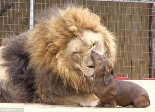 tekena:A lion and a miniature sausage dog have formed an unlikely friendship after the little dog to