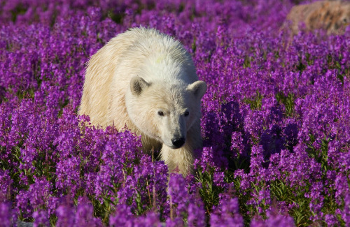 photos by (click pic) michael poliza, dennis fast and matthias brieter of polar bears amongst the fireweed in churchill, manitoba. the area has the largest, and most southerly, concentration of the animals on the planet. in late summer and early fall