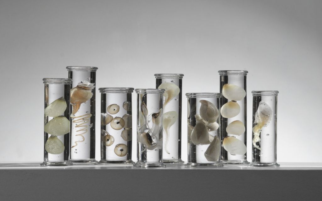 culturenlifestyle:  Stunning Marine Life Specimens Imagined in Glass by Steffen DamDanish