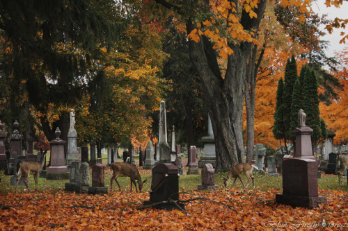 jeza-red:gwendabond:firefly-in-repair:Just some of the many deer I saw in the cemetery this morning 