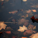 gonewiththe-winds-blog-deactiva: