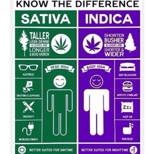 johnsbigcock:  I really wanna be high right now.  #high #weed #marijuana #stoned #blunt
