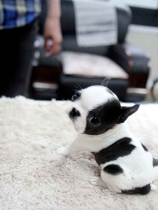 Cute Baby Animals