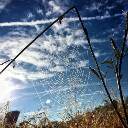 Halloween is here! Get out your spooky cobwebs! #halloween #spooky #cobweb #spiderweb (at Hodgin Val