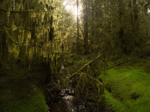 Altarichard Forest, Northern Ireland by jonas andersson