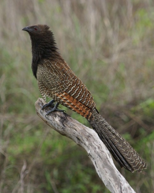 Hi Im Here To Show You A Pheasant Coucal