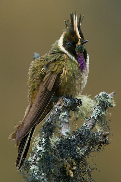 afternoontea7:  photo: Ian Merrill (via Bearded Helmetcrest: a Wizarding Bird With a Disarmingly Cute Call : The Featured Creature) 