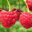 lovematchaandraspberries