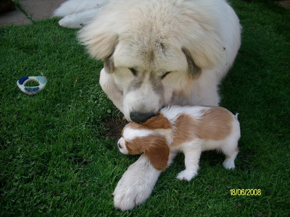 cute-overload:  Young Theo and baby Cody !