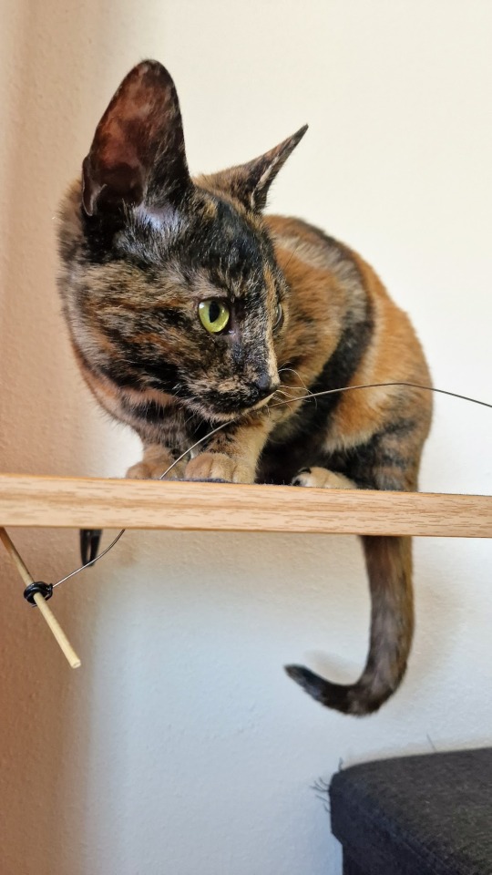 A photo of a tortoiseshell cat with orange, black and cream fur. The cat is sitting on a wooden shelf, her slender tail curling underneath. She is sitting hunched, her paws together underneath her body as she looks to the right. She has large pointed ears, green-yellow eyes, and appears to be frowning. 