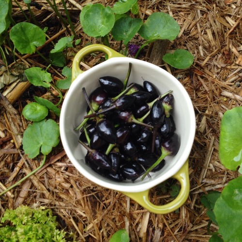 Chilis that have not stopped producing since I planted them last summer!