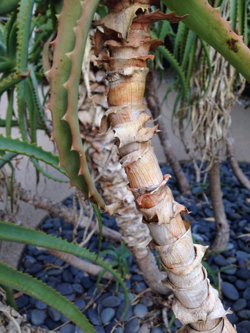 11.5.16 - Help! Is this…. tree aloe? I am so unfamiliar with these desert plants!Edit - Thanks, all!