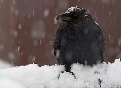 Porn Pics mordacool20:  Yosemite Raven in Snow by Eliya