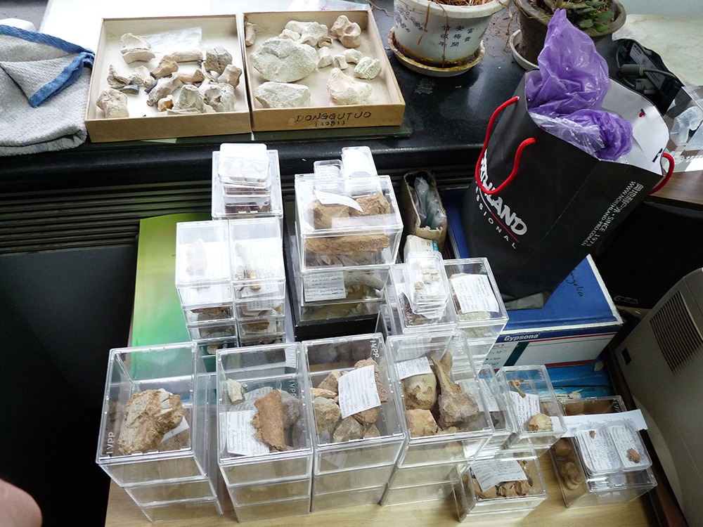amnhnyc:  Fieldwork Journal: Back Home Jack Tseng and Camille Grohé, postdoctoral