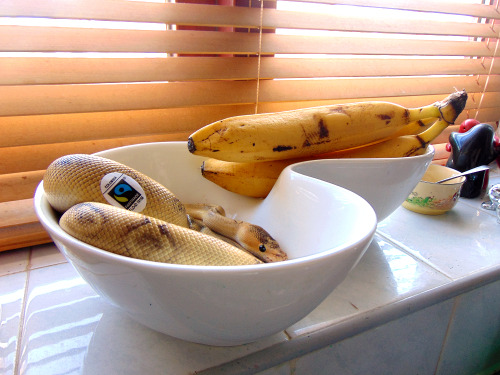 livelyspaghetti: Just your ordinary fruit bowl.