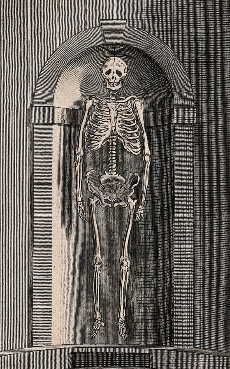 deathandmysticism: Elizabeth Brownrigg’s skeleton, who was hanged for cruelty and murder, Wellcome C