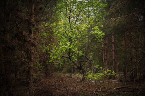 Looking For Light by Brian Roberts www.brian-roberts-photography.com