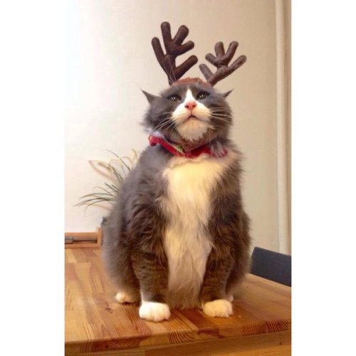 inkededucatednnerdy: catsbeaversandducks:  10 Amazing Reindeer Cats Full Of Joy And Christmas Spirit