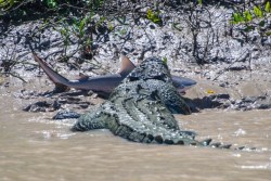 sixpenceee:  Australian crocodile wins battle against a bull sharkA crocodile was caught crushing a bull shark to death in Australia on Tuesday. The 80-year-old croc, named Brutus, is a legendary reptile in Australia. He weighs in at 2 tons and stretches