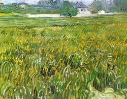 lonequixote:  Wheat Field at Auvers with White House  ~ Vincent van Gogh