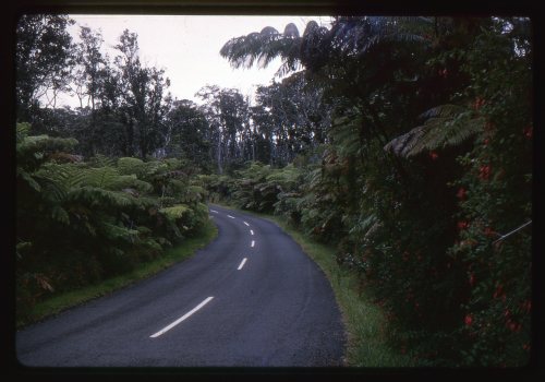 lostslideshows:  Slide Labeled - “Fern Forest” -   Kauai, Hawaii - 1965 