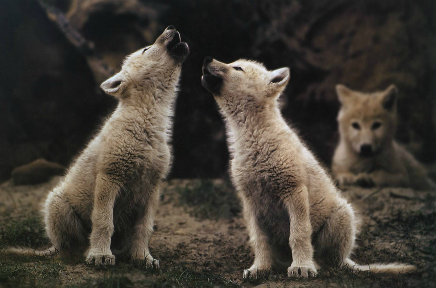 atraversso:  Wildlife  by Jim Brandenburg 