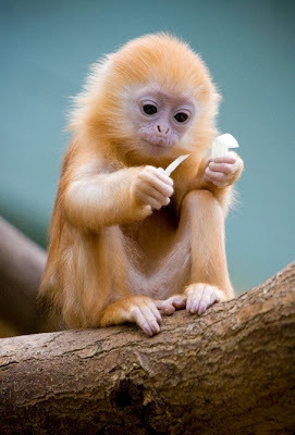 Baby Silver Langur