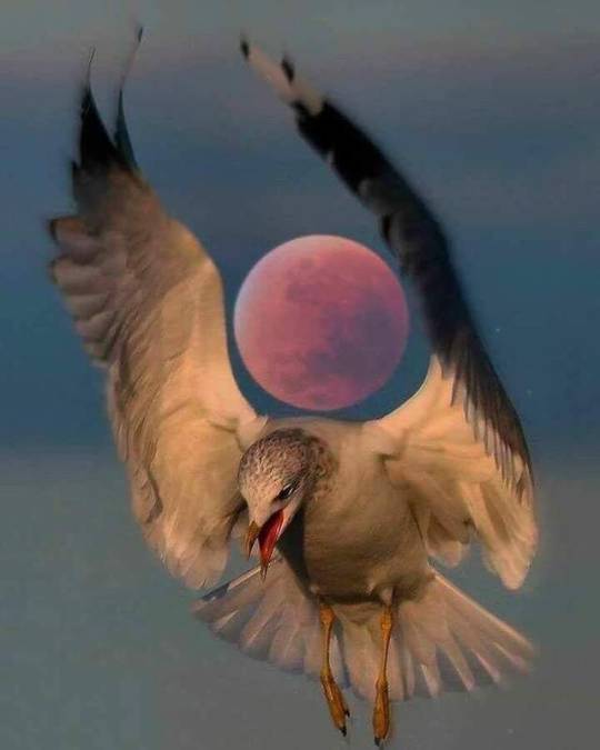 black-rose-777:  