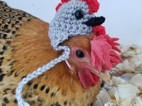 chickenkeeping:what’s on my head