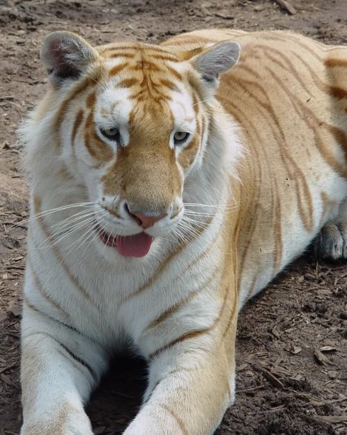 golden tabby tiger