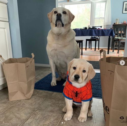 This is Apollo and his stepdaughter Juno. They went shopping for something to keep Juno warm in the 