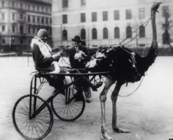 rejectedprincesses:  This is legendary black actress/spy Josephine Baker, being pulled around by an ostrich. Budapest, 1928. You’re welcome. 