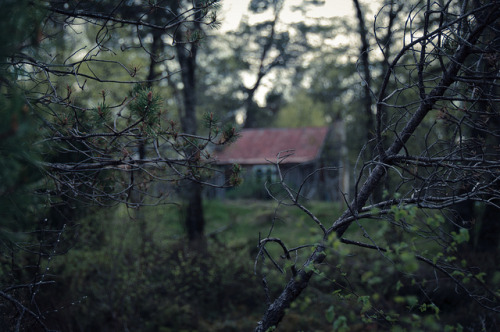 nordravn: Deep in the Woods by schmollmolch on Flickr.