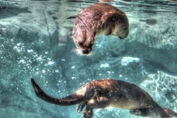  Otters frolicking underwater. 