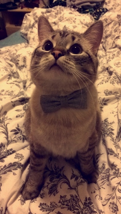 espeon-krossing: cuteness–overload: This is my cat, Neville Longbottom. He is getting ready fo