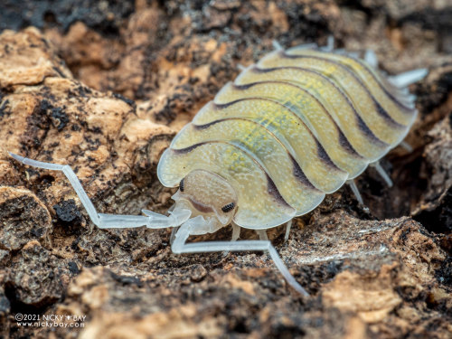 onenicebugperday: Isopod Portraits by Nicky Bay // Website // FacebookPhotos shared with permission;