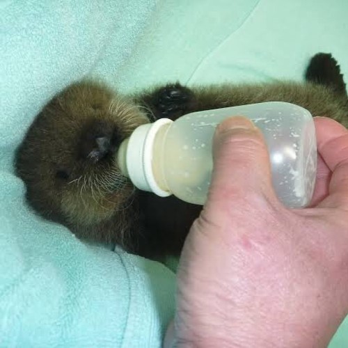 atraversso:Fluffy baby sea otters