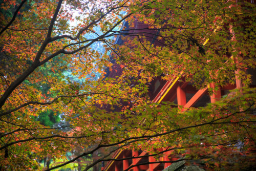 Autumn colors of Mount Hiei (Ganzandaishido and Yokokawa temples), beautifully captured by Prado