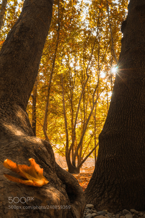 eda11y: wait is fall by samalkarkuki
