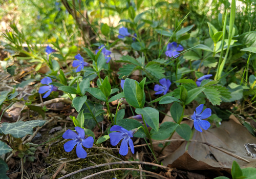 Vinca minor, ApocynaceaeLesser periwinkle was another of the groundcover species I found in the ligh